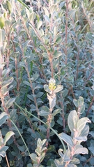 Salix repens