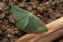 Pelagodes antiquadraria