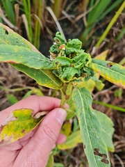 Aphalara maculipennis