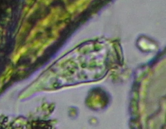 Sessilida