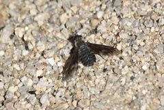 Poecilanthrax californicus