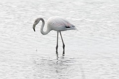 Phoenicopterus roseus