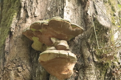 Fomitiporia robusta