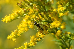 Cerceris quadricincta