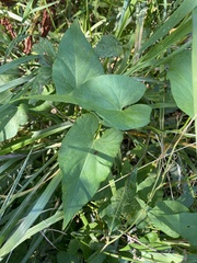 Calystegia silvatica