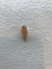 Iphiclides podalirius