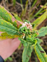 Aphalara maculipennis