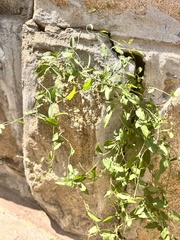 Convolvulaceae