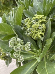 Heliotropium arboreum