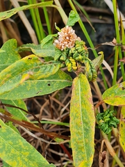 Aphalara maculipennis