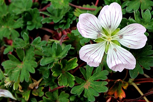 Geranium nanum