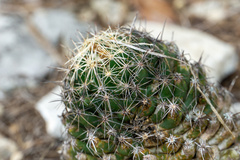 Coryphantha sulcata