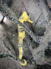 Hippocampus reidi
