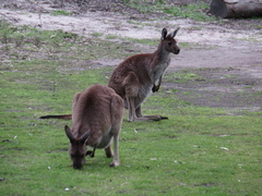 Macropus fuliginosus