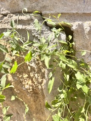 Convolvulaceae
