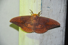 Eacles imperialis nobilis