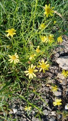 Senecio inaequidens