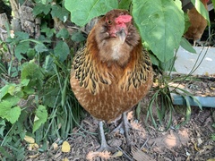Gallus gallus domesticus