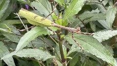 Pseudovates chlorophaea