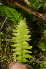 Polystichum lonchitis