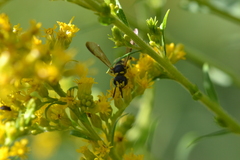 Cerceris quadricincta