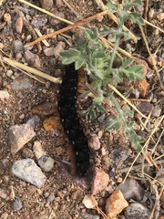 Apantesis incorrupta