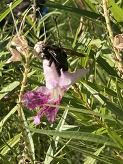 Xylocopa californica