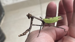 Pseudovates chlorophaea