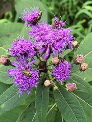 Vernonia noveboracensis