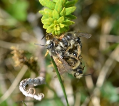 Andrena chrysosceles