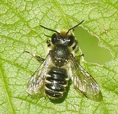 Megachile rotundata