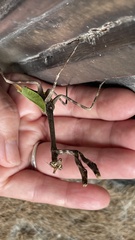 Pseudovates chlorophaea