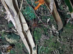 Heteropoda amphora