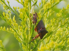 Alcaeorrhynchus grandis