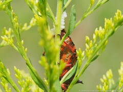 Alcaeorrhynchus grandis