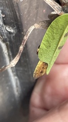 Pseudovates chlorophaea