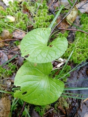 Viola palustris