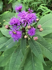 Vernonia noveboracensis