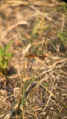 Sympetrum obtrusum