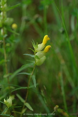 Rhinanthus serotinus