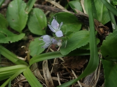 Veronica onoei