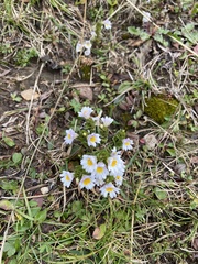 Euphrasia officinalis