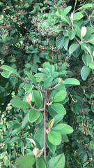 Cotoneaster coriaceus