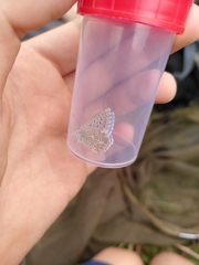 Polyommatus bellargus