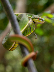 Trimeresurus albolabris