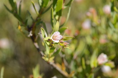 Lobostemon glaucophyllus