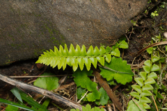 Polystichum lonchitis