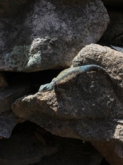 Sceloporus jarrovii
