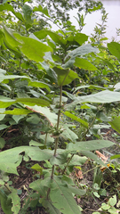 Triosteum perfoliatum