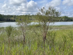 Hypericum fasciculatum